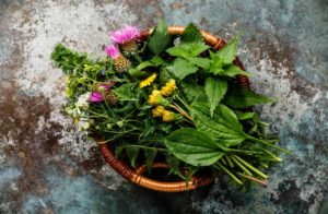 herba semulajadi